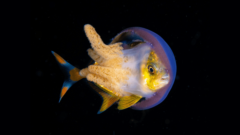 A young jack fish hides inside a jellyfish, demonstrating their unique symbiotic relationship. 