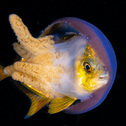 A young jack fish hides inside a jellyfish, demonstrating their unique symbiotic relationship. 