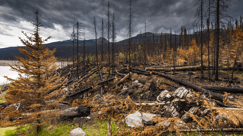 aftermath of the jasper wildfire