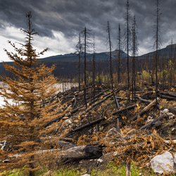 aftermath of the jasper wildfire