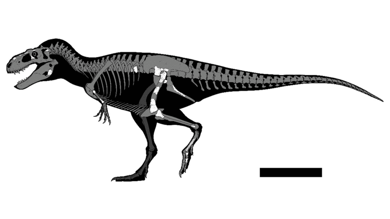 Labocania aguillonae reconstruction