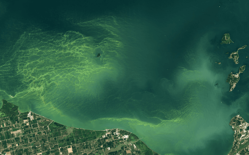 Satellite images show a bright green algal bloom in North America's Lake Eerie on August 13, 2024