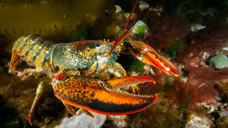 a lobster on the seabed 