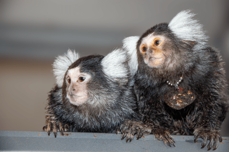 Two marmosets with white fluffy heads sit next to each other looking off to the left.