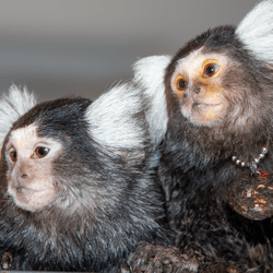 Two marmosets with white fluffy heads sit next to each other looking off to the left.