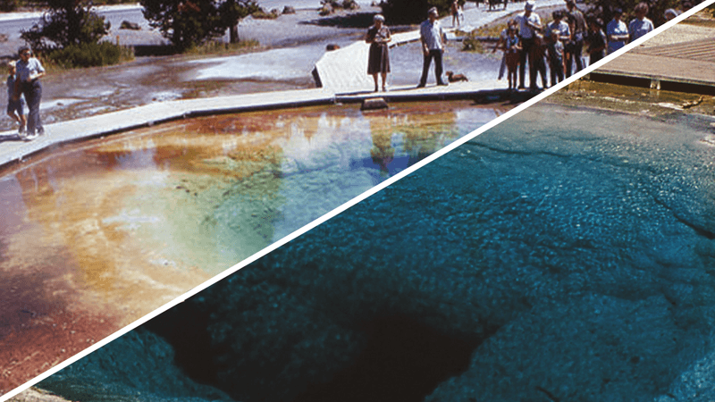 A side-by-side view of Morning Glory Pool, seen in 1965 after contamination (top left) and in a historic undated photo (bottom right).