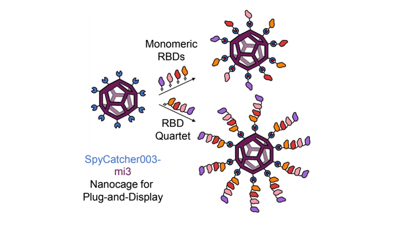 Schematic of the protein cages developed by other scientists for vaccines, compared with the RBD Quartet which combines regions from four coronaviruses to broaden resistance.