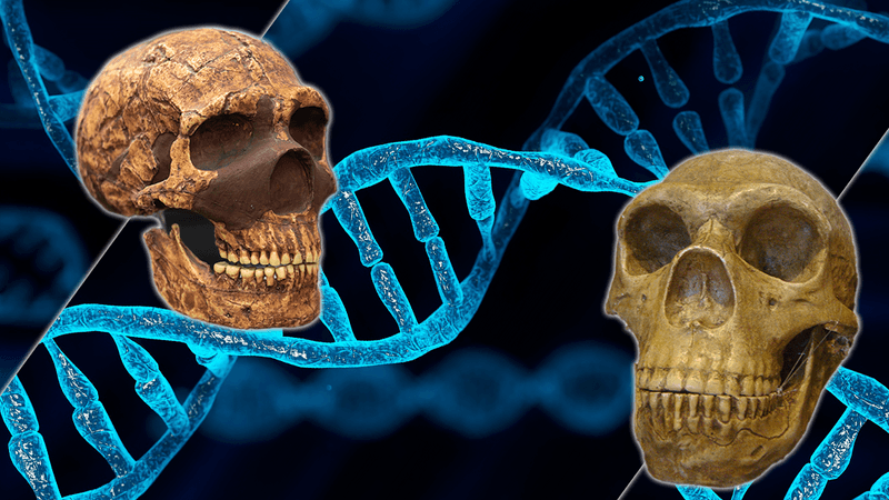 Neanderthal Denisovan faces