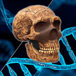 Neanderthal Denisovan faces