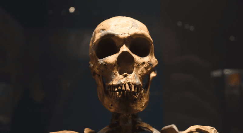 The skull of a Neanderthal, the closest known human relative, on display at the Field Museum in Chicago.