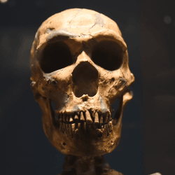 The skull of a Neanderthal, the closest known human relative, on display at the Field Museum in Chicago.