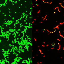 Untreated Streptococcus pyogenes bacterial culture full of healthy microbes, labeled green (left). After treatment by GmPcide, the dish is full of dead bacteria (red; right).