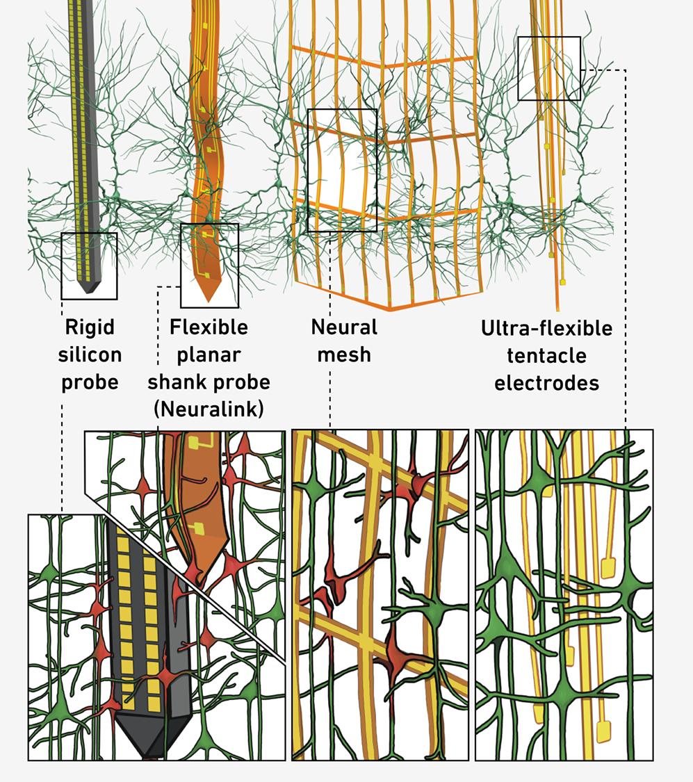 comparison between different types of electrodes (rigid silicon probe, flexible planar shank probe used by Neuralink, neural mesh and the new tentacle electrodes, showing how the various types damage neurons as they're inserted.