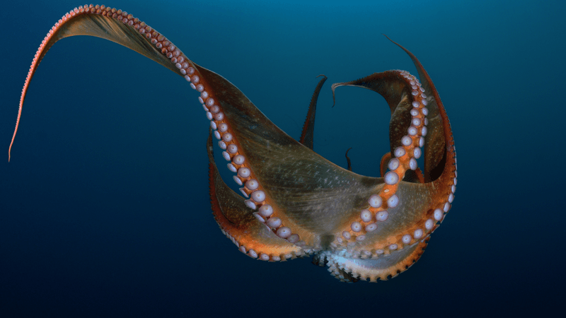 an octopus beak between its arms as it lowers in the water