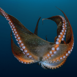 an octopus beak between its arms as it lowers in the water