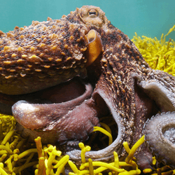 an octopus chilling in some algae