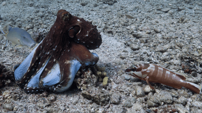 an octopus and a fish on the seabed 