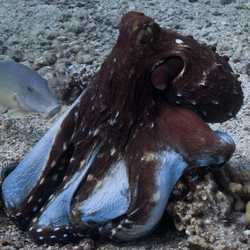 an octopus and a fish on the seabed 