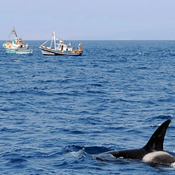 an orca in the sea with two small fishing boats in the background