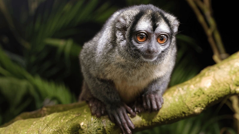 Small grey and white owl monkey on a branch with large orange eyes. Fluffy fur and an appealing cute face.