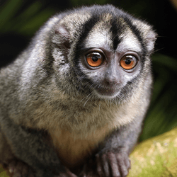 Small grey and white owl monkey on a branch with large orange eyes. Fluffy fur and an appealing cute face.