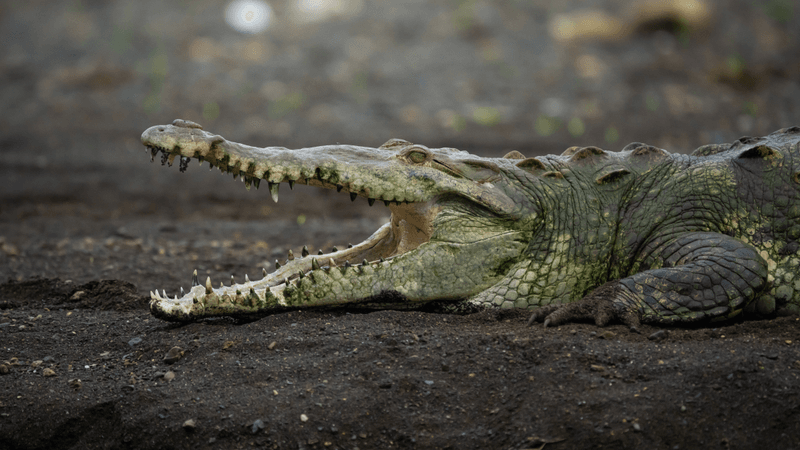 parthenogenesis crocodile