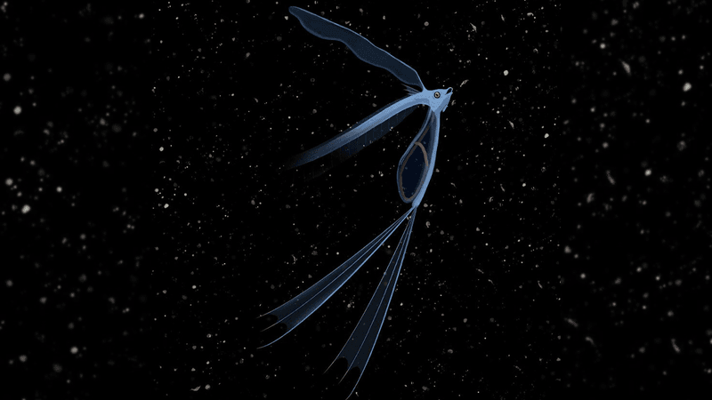 illustration of pegasus volans, bizarre fish with very long fins