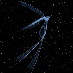 illustration of pegasus volans, bizarre fish with very long fins