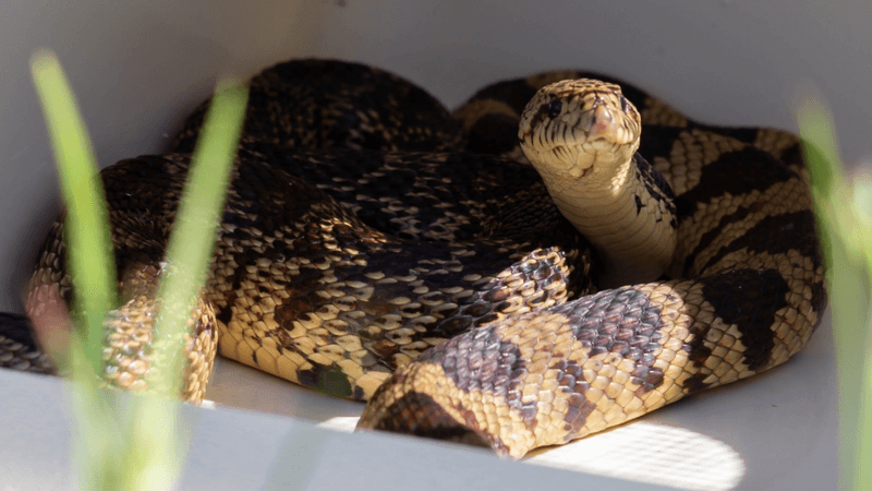 a louisiana pinesnake in a box, it has pale scales with brown patches