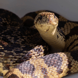 a louisiana pinesnake in a box, it has pale scales with brown patches