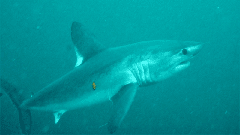 a porbeagle shark swimming in blue waters