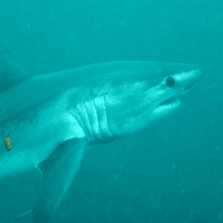 a porbeagle shark swimming in blue waters