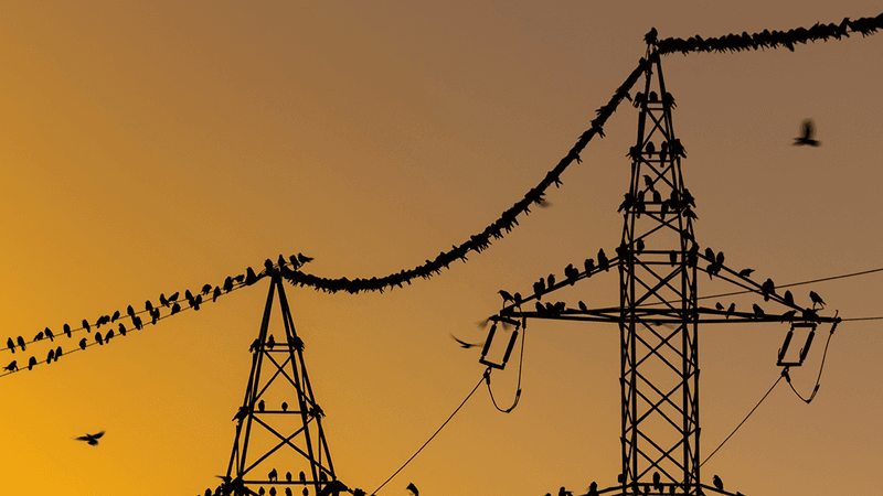 Birds sitting on power lines.