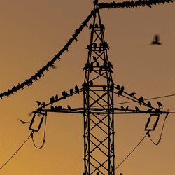 Birds sitting on power lines.