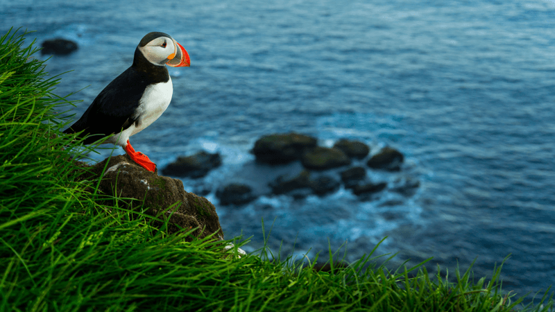 a puffin standing on the edge of a cliff in iceland