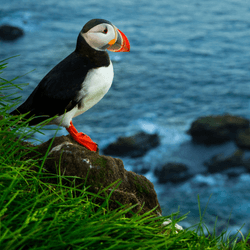 a puffin standing on the edge of a cliff in iceland