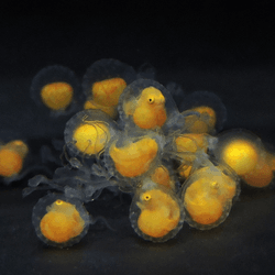 baby red handfish still in their eggs with tiny yellow bodies