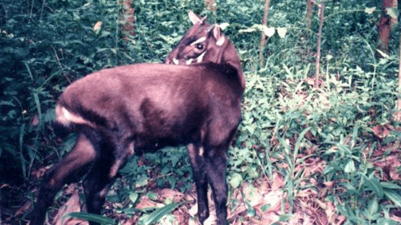 Brown deer like animal captured on a camera trap image in the forest. The animal has horns and white facial markings.