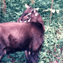 Brown deer like animal captured on a camera trap image in the forest. The animal has horns and white facial markings.