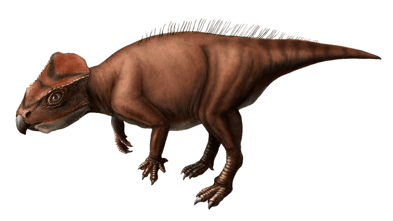 An artist's impression of the newly discovered Sasayamagnomus saegusai.