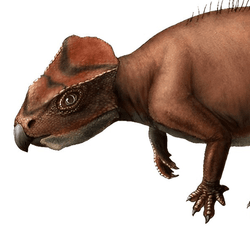 An artist's impression of the newly discovered Sasayamagnomus saegusai.