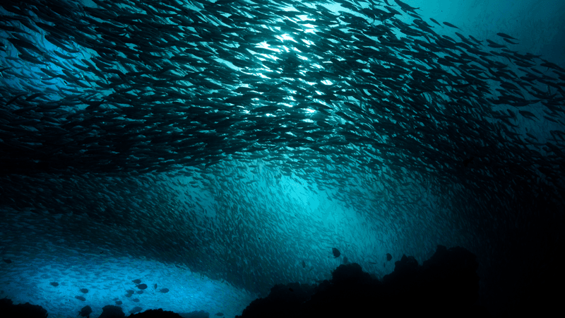 a massive school of herring in a blue sea