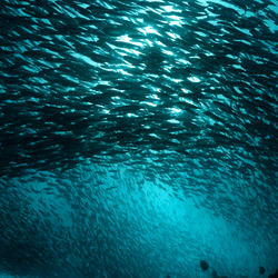 a massive school of herring in a blue sea