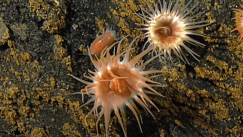 Sea anemone and pink isopod in the middle of the image. A smaller whiter anemone is also next to the pair. 