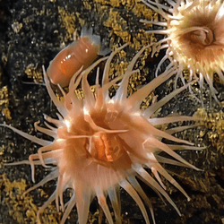 Sea anemone and pink isopod in the middle of the image. A smaller whiter anemone is also next to the pair. 