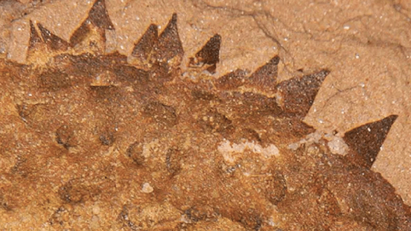 a spiky slug fossil