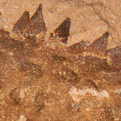 a spiky slug fossil