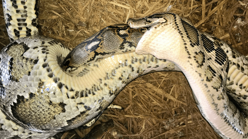 a burmese python with the tail-end of a reticulated python in its mouth