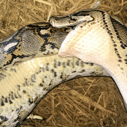 a burmese python with the tail-end of a reticulated python in its mouth