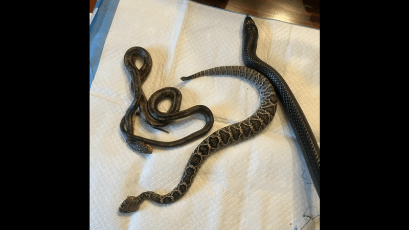 an indigo snake next to two snakes it ate and regurgitated, one of which was still alive